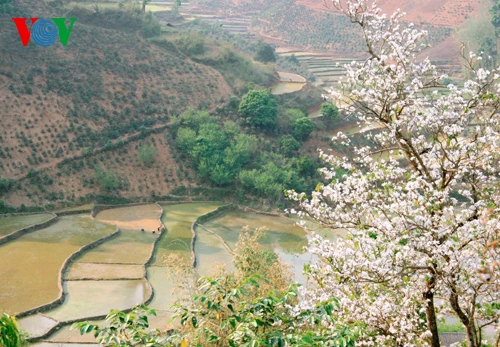 Hoa ban Tây Bắc nở trắng rừng ảnh 7
