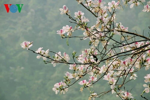 Hoa ban Tây Bắc nở trắng rừng ảnh 9