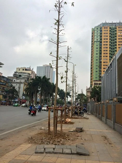 Phó Thủ tướng chỉ đạo vụ chặt cây ở Hà Nội ảnh 2 Phó Thủ tướng chỉ đạo vụ chặt cây ở Hà Nội ảnh 2