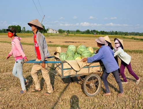 Nông dân Quảng Ngãi đang điêu đứng vì mỗi kg dưa hấu chỉ còn 500 đồng. Ảnh:Trí Tín. 10-4-Anh-2-Trau-an-dua-1191-1428685608.j