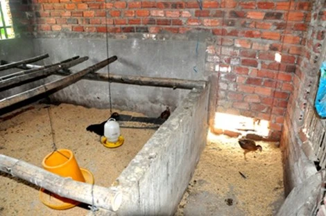 Công bố quyết định kỷ luật vụ hơn 1.000 con gà 'đi lạc vào nhà quan' ảnh 1 Công bố quyết định kỷ luật vụ hơn 1.000 con gà 'đi lạc vào nhà quan' ảnh 1