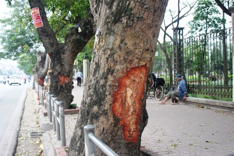 Hà Nội: Nhiều phố có hàng xà cừ cổ thụ bị vết 'chém' lạ ảnh 2 Hà Nội: Nhiều phố có hàng xà cừ cổ thụ bị vết 'chém' lạ ảnh 2