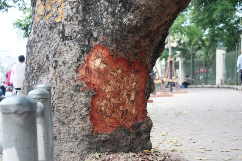 Hà Nội: Nhiều phố có hàng xà cừ cổ thụ bị vết 'chém' lạ ảnh 3 Hà Nội: Nhiều phố có hàng xà cừ cổ thụ bị vết 'chém' lạ ảnh 3