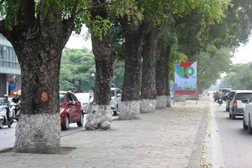 Hà Nội: Nhiều phố có hàng xà cừ cổ thụ bị vết 'chém' lạ ảnh 4 Hà Nội: Nhiều phố có hàng xà cừ cổ thụ bị vết 'chém' lạ ảnh 4
