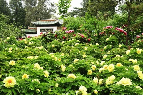Du khách tham quan, chiêm ngưỡng hoa mẫu đơn ở Lạc Dương. Một cánh đồng hoa mẫu đơn rộng lớn ở Lạc Dương. Hoa mẫu đơn màu hồng đang trong thời kỳ nở rộ ở Lạc Dương. Hoa mẫu đơn tượng trưng cho sự giàu có, địa vị xã hội trong xã hội Trung Hoa cổ đại. Mùa hoa mẫu đơn bắt đầu từ đầu tháng 4 và kéo dài tới giữa tháng 5 hằng năm. Một cánh đồng hoa mẫu đơn vàng. Hằng năm, từ đầu tháng 4 đến giữa tháng 5, Lạc Dương lại đón một lượng du khách khổng lồ từ trong nước và nước ngoài về tham quan, chiêm ngưỡng loài hoa này. Những nhà thơ cổ đại Trung Quốc thích sử dụng hình ảnh hoa mẫu đơn để mô tả phụ nữ đẹp. Những bông hoa mẫu đơn màu hồng tượng trưng cho một vẻ đẹp thanh lịch. Có hơn 600 loài hoa mẫu đơn ở Lạc Dương. ....với vô số màu sắc rực rỡ. Một số lượng du khách khổng lồ đang đổ về Lạc Dương để chiêm ngưỡng hoa mẫu đơn vào thời gian này.