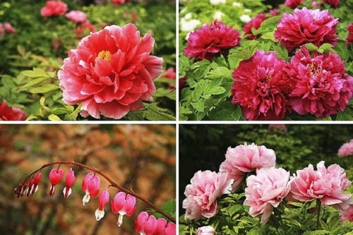 Du khách tham quan, chiêm ngưỡng hoa mẫu đơn ở Lạc Dương. Một cánh đồng hoa mẫu đơn rộng lớn ở Lạc Dương. Hoa mẫu đơn màu hồng đang trong thời kỳ nở rộ ở Lạc Dương. Hoa mẫu đơn tượng trưng cho sự giàu có, địa vị xã hội trong xã hội Trung Hoa cổ đại. Mùa hoa mẫu đơn bắt đầu từ đầu tháng 4 và kéo dài tới giữa tháng 5 hằng năm. Một cánh đồng hoa mẫu đơn vàng. Hằng năm, từ đầu tháng 4 đến giữa tháng 5, Lạc Dương lại đón một lượng du khách khổng lồ từ trong nước và nước ngoài về tham quan, chiêm ngưỡng loài hoa này. Những nhà thơ cổ đại Trung Quốc thích sử dụng hình ảnh hoa mẫu đơn để mô tả phụ nữ đẹp. Những bông hoa mẫu đơn màu hồng tượng trưng cho một vẻ đẹp thanh lịch. Có hơn 600 loài hoa mẫu đơn ở Lạc Dương. ....với vô số màu sắc rực rỡ. Một số lượng du khách khổng lồ đang đổ về Lạc Dương để chiêm ngưỡng hoa mẫu đơn vào thời gian này.