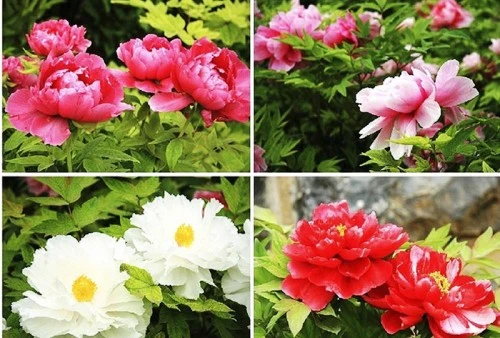 Du khách tham quan, chiêm ngưỡng hoa mẫu đơn ở Lạc Dương. Một cánh đồng hoa mẫu đơn rộng lớn ở Lạc Dương. Hoa mẫu đơn màu hồng đang trong thời kỳ nở rộ ở Lạc Dương. Hoa mẫu đơn tượng trưng cho sự giàu có, địa vị xã hội trong xã hội Trung Hoa cổ đại. Mùa hoa mẫu đơn bắt đầu từ đầu tháng 4 và kéo dài tới giữa tháng 5 hằng năm. Một cánh đồng hoa mẫu đơn vàng. Hằng năm, từ đầu tháng 4 đến giữa tháng 5, Lạc Dương lại đón một lượng du khách khổng lồ từ trong nước và nước ngoài về tham quan, chiêm ngưỡng loài hoa này. Những nhà thơ cổ đại Trung Quốc thích sử dụng hình ảnh hoa mẫu đơn để mô tả phụ nữ đẹp. Những bông hoa mẫu đơn màu hồng tượng trưng cho một vẻ đẹp thanh lịch. Có hơn 600 loài hoa mẫu đơn ở Lạc Dương. ....với vô số màu sắc rực rỡ. Một số lượng du khách khổng lồ đang đổ về Lạc Dương để chiêm ngưỡng hoa mẫu đơn vào thời gian này.