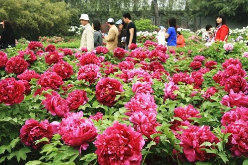 Du khách tham quan, chiêm ngưỡng hoa mẫu đơn ở Lạc Dương. Một cánh đồng hoa mẫu đơn rộng lớn ở Lạc Dương. Hoa mẫu đơn màu hồng đang trong thời kỳ nở rộ ở Lạc Dương. Hoa mẫu đơn tượng trưng cho sự giàu có, địa vị xã hội trong xã hội Trung Hoa cổ đại. Mùa hoa mẫu đơn bắt đầu từ đầu tháng 4 và kéo dài tới giữa tháng 5 hằng năm. Một cánh đồng hoa mẫu đơn vàng. Hằng năm, từ đầu tháng 4 đến giữa tháng 5, Lạc Dương lại đón một lượng du khách khổng lồ từ trong nước và nước ngoài về tham quan, chiêm ngưỡng loài hoa này. Những nhà thơ cổ đại Trung Quốc thích sử dụng hình ảnh hoa mẫu đơn để mô tả phụ nữ đẹp. Những bông hoa mẫu đơn màu hồng tượng trưng cho một vẻ đẹp thanh lịch. Có hơn 600 loài hoa mẫu đơn ở Lạc Dương. ....với vô số màu sắc rực rỡ. Một số lượng du khách khổng lồ đang đổ về Lạc Dương để chiêm ngưỡng hoa mẫu đơn vào thời gian này.