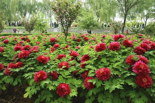 Du khách tham quan, chiêm ngưỡng hoa mẫu đơn ở Lạc Dương. Một cánh đồng hoa mẫu đơn rộng lớn ở Lạc Dương. Hoa mẫu đơn màu hồng đang trong thời kỳ nở rộ ở Lạc Dương. Hoa mẫu đơn tượng trưng cho sự giàu có, địa vị xã hội trong xã hội Trung Hoa cổ đại. Mùa hoa mẫu đơn bắt đầu từ đầu tháng 4 và kéo dài tới giữa tháng 5 hằng năm. Một cánh đồng hoa mẫu đơn vàng. Hằng năm, từ đầu tháng 4 đến giữa tháng 5, Lạc Dương lại đón một lượng du khách khổng lồ từ trong nước và nước ngoài về tham quan, chiêm ngưỡng loài hoa này. Những nhà thơ cổ đại Trung Quốc thích sử dụng hình ảnh hoa mẫu đơn để mô tả phụ nữ đẹp. Những bông hoa mẫu đơn màu hồng tượng trưng cho một vẻ đẹp thanh lịch. Có hơn 600 loài hoa mẫu đơn ở Lạc Dương. ....với vô số màu sắc rực rỡ. Một số lượng du khách khổng lồ đang đổ về Lạc Dương để chiêm ngưỡng hoa mẫu đơn vào thời gian này.