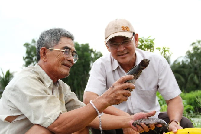 Ông Lê Phương Vũ (trái) khoe với Bí thư Huyện ủy Võ Văn Út giống cá bống tượng gia đình ông thả nuôi thử nghiệm - Ảnh: V.TR. Ông Lê Phương Vũ (trái) khoe với Bí thư Huyện ủy Võ Văn Út giống cá bống tượng gia đình ông thả nuôi thử nghiệm - Ảnh: V.TR.