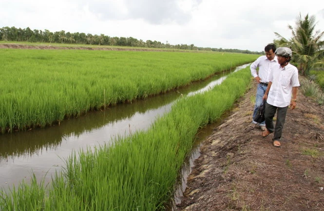 Một thửa ruộng trồng lúa một bụi đỏ và nuôi tôm sú ở xã Ninh Thạnh Lợi A - Ảnh: V.TR. Một thửa ruộng trồng lúa một bụi đỏ và nuôi tôm sú ở xã Ninh Thạnh Lợi A - Ảnh: V.TR.