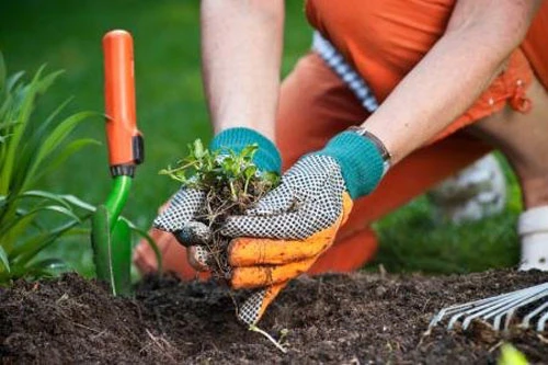 Hãy mạnh dạn làm những việc chân tay trong thời gian thất nghiệp, một cách để bổ sung kỹ năng và tạo thu nhập. garden-7769-1441418417.jpg