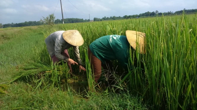 Những thân lúa còn xanh rì được cắt về cho trâu bò ăn- Ảnh: Hà Đồng Những thân lúa còn xanh rì được cắt về cho trâu bò ăn- Ảnh: Hà Đồng