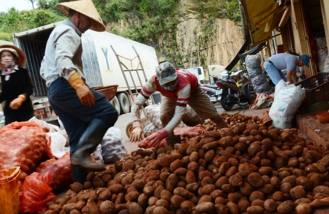Sau đó khoai được giẫm đạp cho chớt lớp vỏ ngoài, rửa sạch lớp đất đen đang bám ở củ Sau đó khoai được giẫm đạp cho chớt lớp vỏ ngoài, rửa sạch lớp đất đen đang bám ở củ
