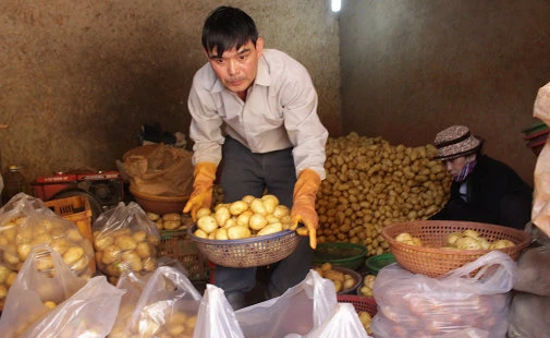 Đà Lạt lại cho nhập khoai tây Trung Quốc vào chợ bán. Ảnh: C.THÀNH Đà Lạt lạicho nhập khoai tây Trung Quốc vào chợ bán. Ảnh: C.Thành