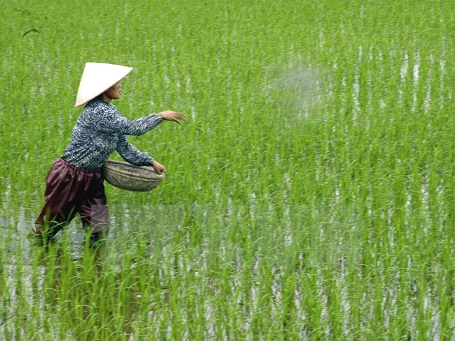 Cảnh báo về việc nông dân dùng xi măng bón cho lúa ảnh 1