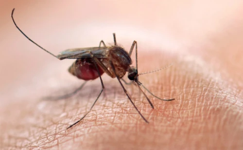 dau-hieu-nhan-biet-co-the-dang-mac-virus-zika