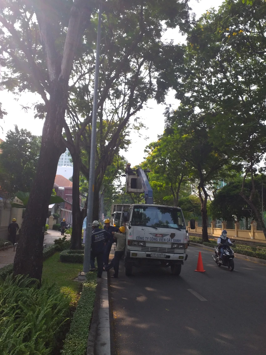 Không nên cắt tỉa nhánh cây xanh đường phố vào giờ cao điểm ảnh 1 Không nên cắt tỉa nhánh cây xanh đường phố vào giờ cao điểm ảnh 1