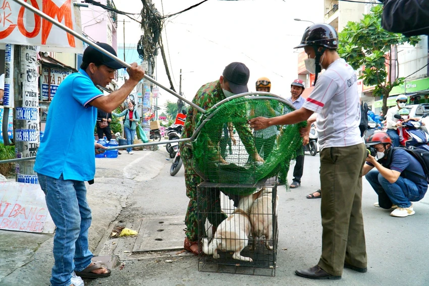 Đội bắt chó thả rông của phường Hiệp Bình Chánh, TP Thủ Đức, TP.HCM đưa chó thả rông về quản lý. Ảnh: HUỲNH THƠ Đội bắt chó thả rông của phường Hiệp Bình Chánh, TP Thủ Đức, TP.HCM đưa chó thả rông về quản lý. Ảnh: HUỲNH THƠ
