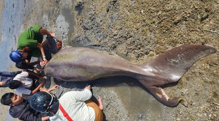 bo-bien-dugong.jpg