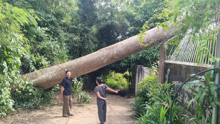Cây cổ thụ