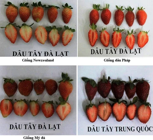 Nhận biết dâu tây Đà Lạt và dâu tây Trung Quốc ảnh 2 Bo-doi-dau-tay-DL-TQ-1490-1392809254.jpg