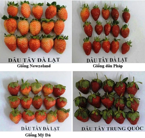 So sánh hình dạng các giống dâu tây Đà Lạt với dâu Trung Quốc. Ảnh: Chi Cục bảo vệ thực vật Lâm Đồng Dau-tay-DL-so-sanh-TQ-7494-1392809254.jp