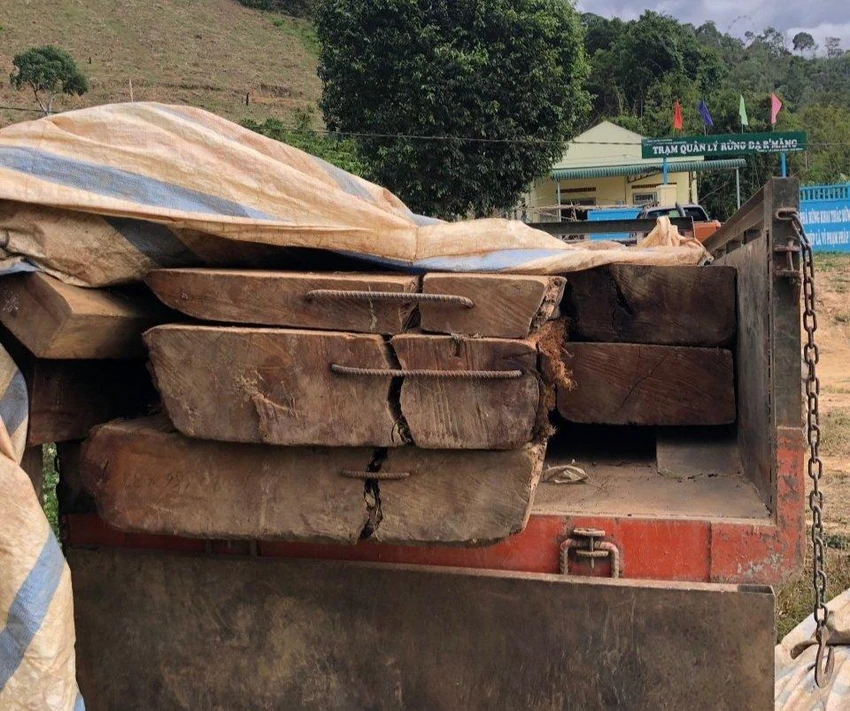 Gỗ sao thuộc chủng loại gỗ nhóm II. Ảnh: CA Gỗ sao thuộc chủng loại gỗ nhóm II. Ảnh: CA