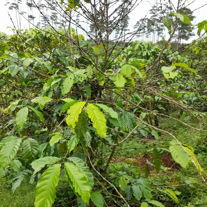 Nông dân trồng cà phê đang đối diện với vụ màu mất trắng. Nông dân trồng cà phê đang đối diện với vụ màu mất trắng.