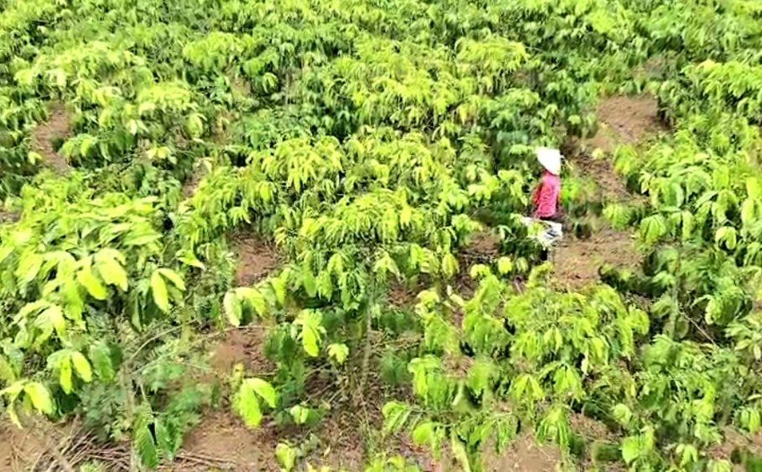 Vườn cà phê 9 ha của bà Tài có nguy cơ mất trắng. Vườn cà phê 9 ha của bà Tài có nguy cơ mất trắng.