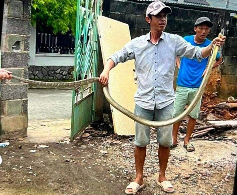Con rắn hổ chúa dài hơn 2 m. Ảnh VT Con rắn hổ chúa dài hơn 2 m. Ảnh VT