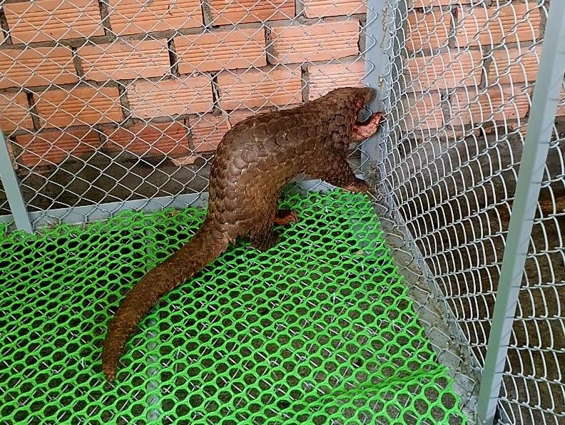 Tê tê Java cực kỳ quý hiếm. Ảnh VÕ TÙNG Tê tê Java cực kỳ quý hiếm. Ảnh VÕ TÙNG