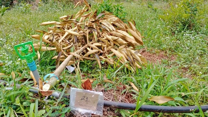 Cây sầu riêng bị chặt ngang thân. Ảnh: VT Cây sầu riêng bị chặt ngang thân. Ảnh: VT