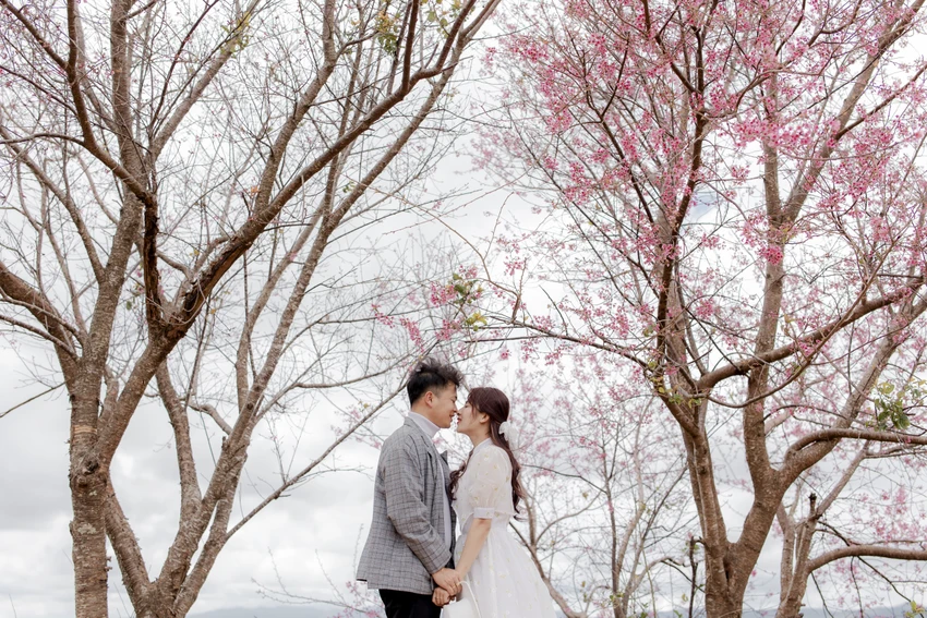 Mùa mai Anh Đào - Mùa uyên ương. Ảnh: DŨNG NGUYỄN Mùa mai Anh Đào - Mùa uyên ương. Ảnh: DŨNG NGUYỄN