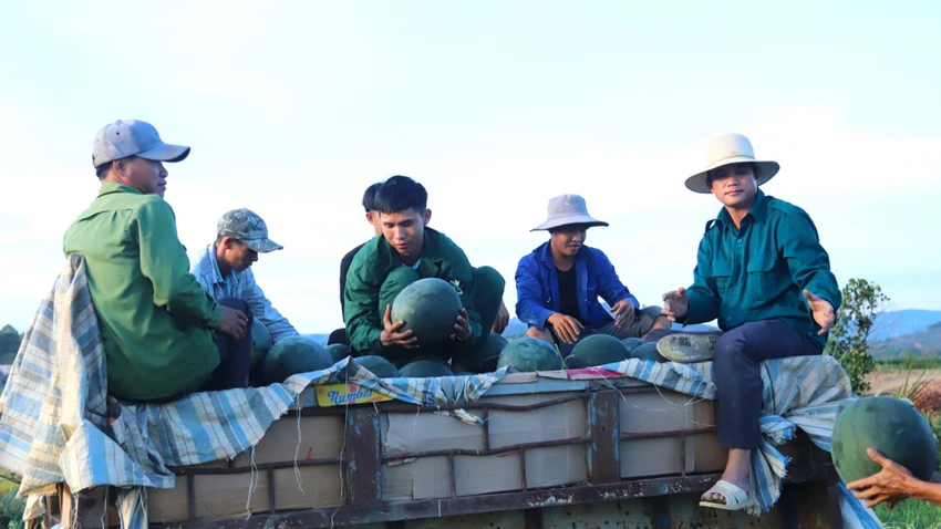Khoảng 200 ha dưa hấu ở huyện Đạ Tẻh đã được thương lái mua hết. Khoảng 200 ha dưa hấu ở huyện Đạ Tẻh đã được thương lái mua hết.
