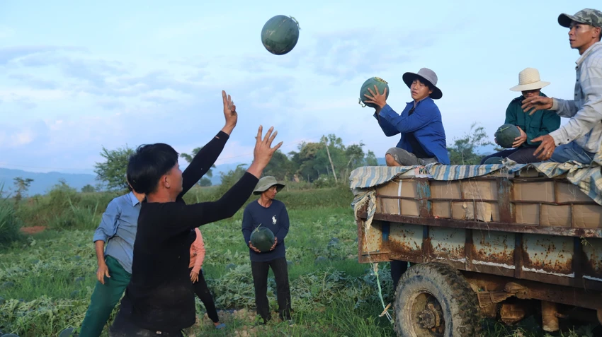 Ông Phạm Xuân Tiện - Trưởng phòng Nông nghiệp huyện Đạ tẻh cho hay, nếu trước đây trên cùng 1 diện tích, người dân trồng 3 vụ lúa mỗi năm, thì nay người dân chỉ trồng 2 vụ lúa, 1 vụ dưa hoặc bắp trong vụ đông xuân. Việc chuyển đổi này vừa tránh được sâu bệnh, cải tạo đất, chống hạn và cho thu nhập tốt hơn rất nhiều. Ông Phạm Xuân Tiện - Trưởng phòng Nông nghiệp huyện Đạ tẻh cho hay, nếu trước đây trên cùng 1 diện tích, người dân trồng 3 vụ lúa mỗi năm, thì nay người dân chỉ trồng 2 vụ lúa, 1 vụ dưa hoặc bắp trong vụ đông xuân. Việc chuyển đổi này vừa tránh được sâu bệnh, cải tạo đất, chống hạn và cho thu nhập tốt hơn rất nhiều.