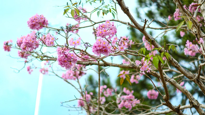 Nếu ai đó còn lưu luyến với sắc hồng của loài hoa vừa khoe sắc ở TP Hồ Chí Minh thì Bảo Lộc là lựa chọn tiếp theo để có cho mình những cảm xúc trọn vẹn bên loài hoa xinh đẹp này