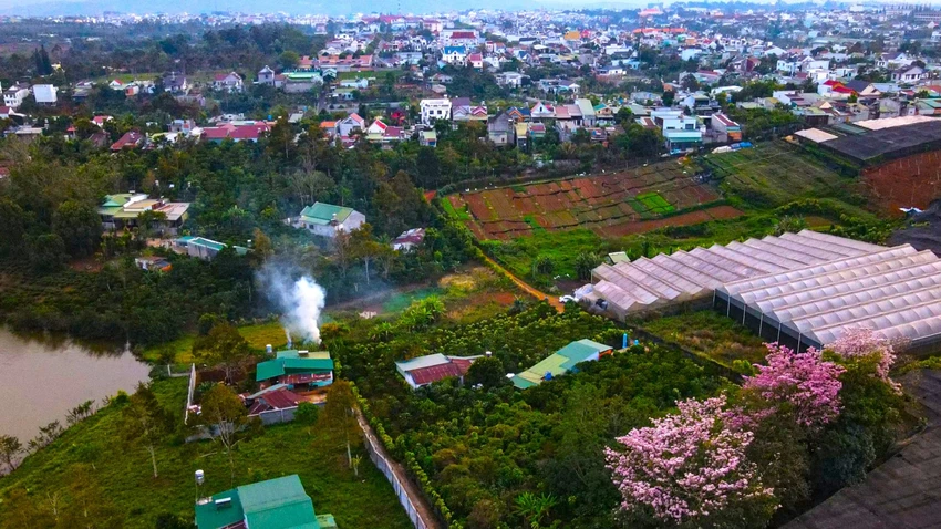 Hồng phấn cũng dịu dàng như người dân xứ B'Lao hiền hoà, mến khách Một góc ngoại ô TP Bảo Lộc