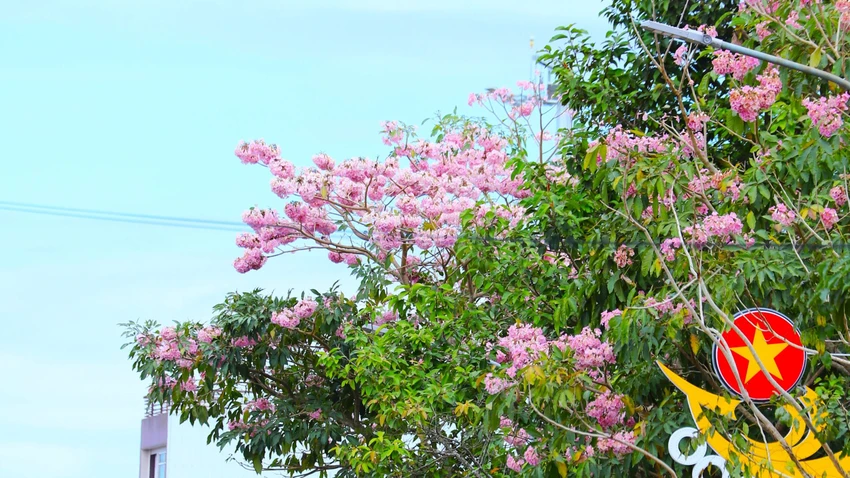Dạng kép chân vịt, lá của hồng phấn bao gồm 3 đến 5 lá có chiều dài dao động từ 6 đến 16cm. Mặt trên của lá khá nhẵn và mịn, mép lá nguyên còn viền lá thì thẳng, cuống lá có độ dài từ 3-12cm.