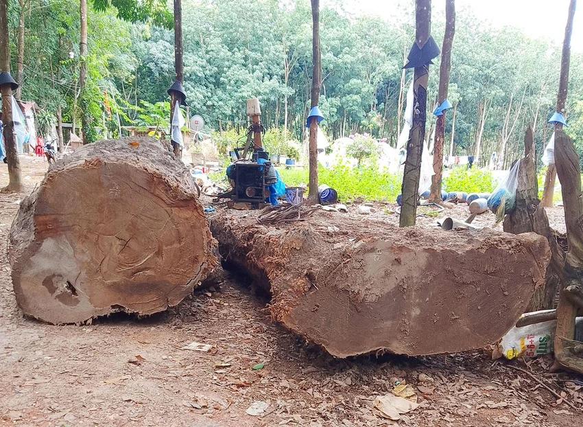 Cây gỗ thời gian đầu mới được vớt lên khỏi lòng đất. Ảnh: LÊ KIẾN Cây gỗ thời gian đầu mới được vớt lên khỏi lòng đất. Ảnh: LÊ KIẾN