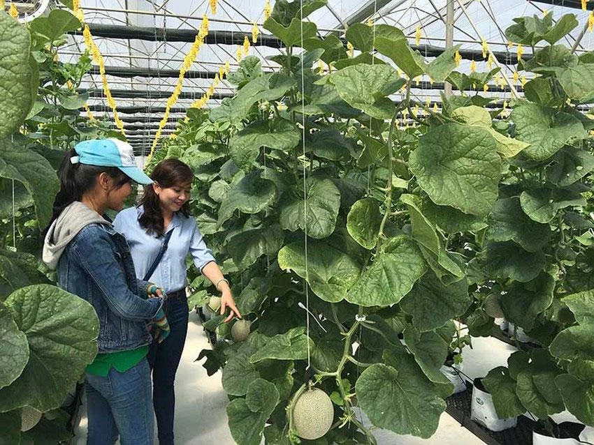 Một góc vườn sinh thái ở bãi chôn lấp rác Đông Thạnh, huyện Hóc Môn. Ảnh: H.THỤY