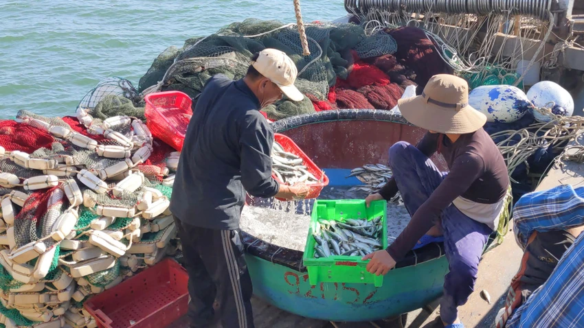 Tàu thuyền của ngư dân vào cảng Cửa Việt, huyện Gio Linh, Quảng Trị sau mỗi chuyến biển. Ảnh: NGUYỄN DO Tàu thuyền của ngư dân vào cảng Cửa Việt, huyện Gio Linh, Quảng Trị sau mỗi chuyến biển. Ảnh: NGUYỄN DO
