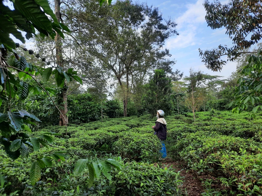 Khu vực trồng chè mà người dân đang nhận khoán của Công ty Chè Ngọc Bảo tại phường Blao, TP Bảo Lộc. Ảnh: ĐẶNG LÊ Khu vực trồng chè mà người dân đang nhận khoán của Công ty Chè Ngọc Bảo tại phường Blao, TP Bảo Lộc. Ảnh: ĐẶNG LÊ