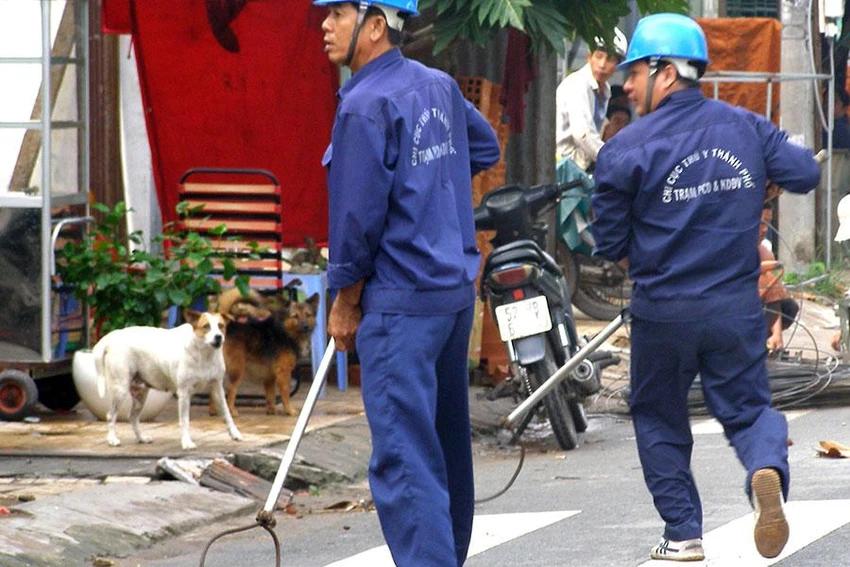 Chi cục Chăn nuôi và Thú y TP.HCM hiện không còn đảm trách việc bắt chó chạy rông mà giao cho UBND phường, xã. Ảnh: TRẦN NGỌC Chi cục Chăn nuôi và Thú y TP.HCM hiện không còn đảm trách việc bắt chó chạy rông mà giao cho UBND phường, xã. Ảnh: TRẦN NGỌC