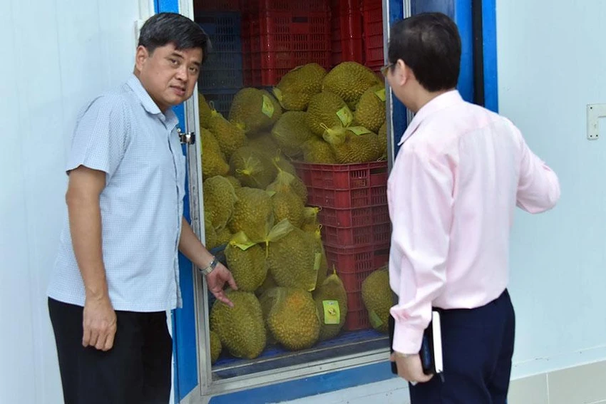 Sầu riêng được doanh nghiệp cấp đông ngay sau khi thu mua để xuất khẩu. Ảnh: QUANG HUY Sầu riêng được doanh nghiệp cấp đông ngay sau khi thu mua để xuất khẩu. Ảnh: QUANG HUY