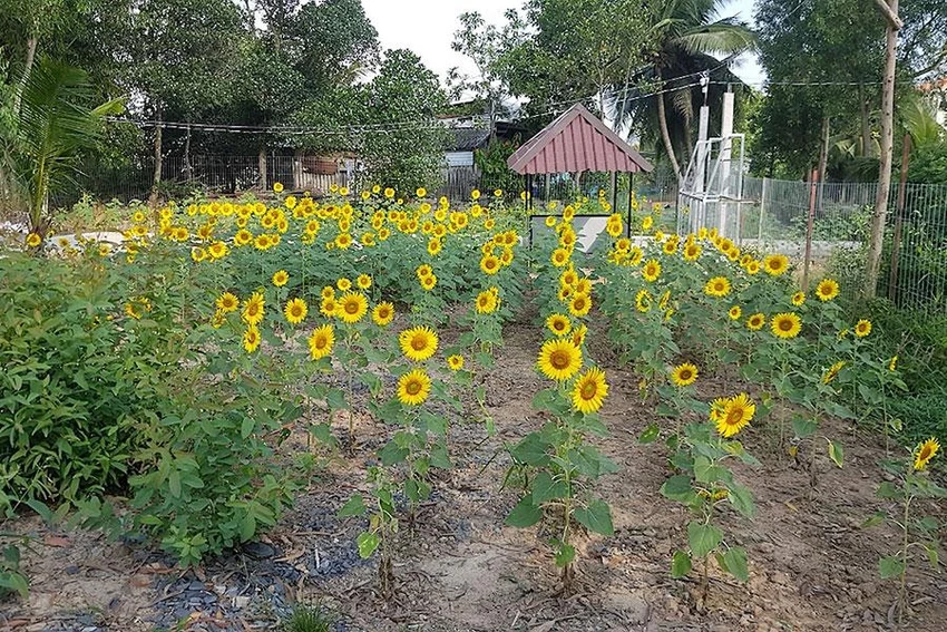 Các dự án nông trại mini ngoại thành đang rất được khách hàng quan tâm, coi như một lựa chọn vừa để nghỉ dưỡng vừa để dành sinh lời. Ảnh: Q.HUY Các dự án nông trại mini ngoại thành đang rất được khách hàng quan tâm, coi như một lựa chọn vừa để nghỉ dưỡng vừa để dành sinh lời. Ảnh: Q.HUY