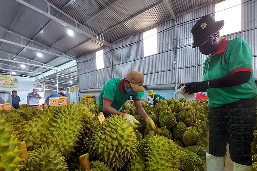 Cơ quan chức năng khuyến cáo nông dân không ồ ạt trồng sầu riêng khi chưa có liên kết sản xuất và tiêu thụ với doanh nghiệp. Ảnh: TÙNG ĐINH Cơ quan chức năng khuyến cáo nông dân không ồ ạt trồng sầu riêng khi chưa có liên kết sản xuất và tiêu thụ với doanh nghiệp. Ảnh: TÙNG ĐINH