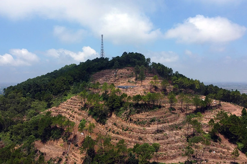 Người dân lo lắng hơn 68 ha thông bị triệt hạ sẽ gây sạt lở đồi, ảnh hưởng khu dân cư dưới chân núi Linh Trường. Ảnh: ĐẶNG TRUNG Người dân lo lắng hơn 68 ha thông bị triệt hạ sẽ gây sạt lở đồi, ảnh hưởng khu dân cư dưới chân núi Linh Trường. Ảnh: ĐẶNG TRUNG