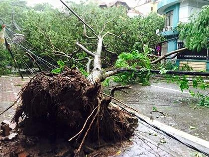 cây bật gốc