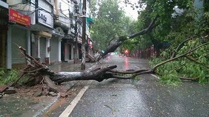 Đổ cây trên phố nguyễn du